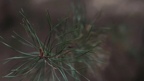 Pine branch. 動画素材 75752012