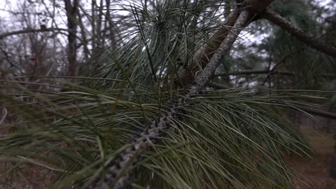 Pine branch 스톡 동영상 90318936