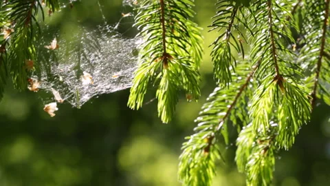 Pine branch Stock Footage 91654797