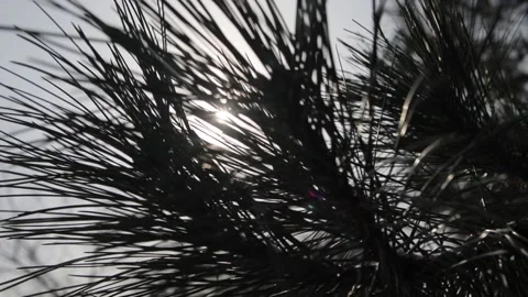 Pine branch Stock Footage 132960860