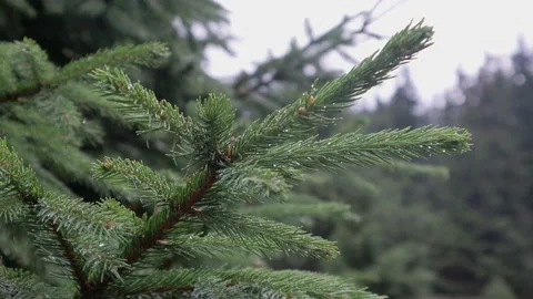 Pine branch Video stock 158232412