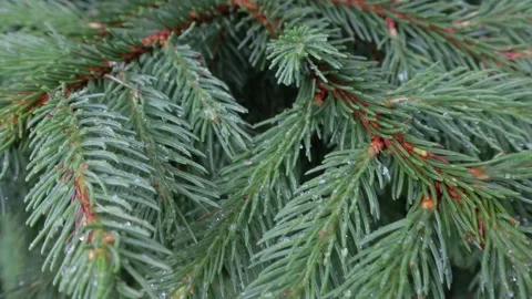 Pine branch Stock Footage 158232449