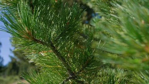 Pine branch Stock Footage 196836894