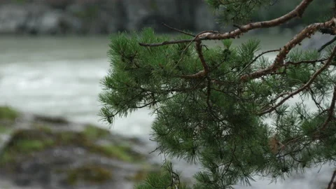 Pine branch Stock Footage 204716351