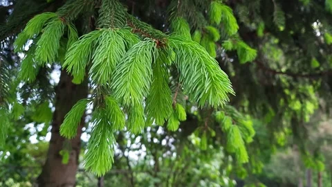Pine branch with Stock Footage 264518966