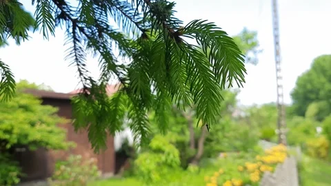 Pine branch Stock Footage 267119433