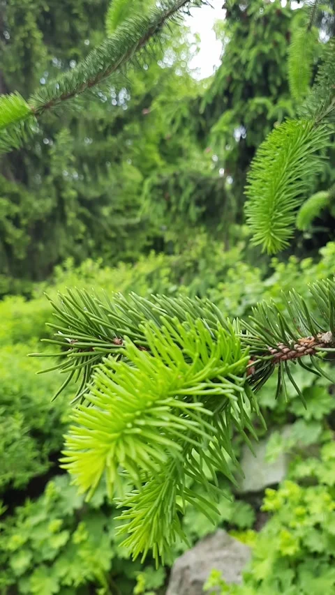 Pine branch Stock Footage 268623491