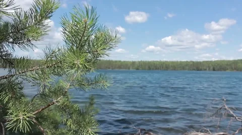 Pine branch in the forest lake Stock Footage 45410860