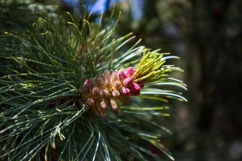 Pine branch in the forest Foto stock
