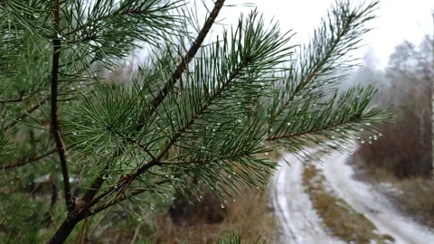 Pine branch in the forest in raindrops in late autumn. Video stock 227888901