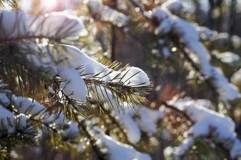 A pine branch in the forest under the snow Stock Photos
