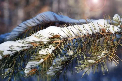 A pine branch in the forest under the snow Stock Photos