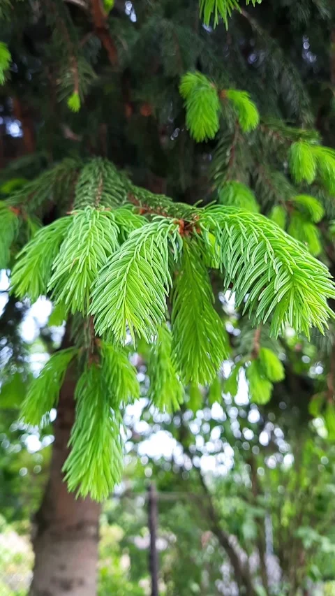 Pine branch with fresh green shoots sways in the wind. Stock Footage 264982013