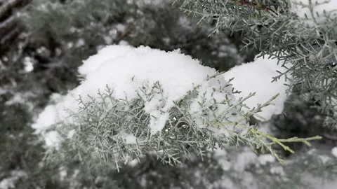 Pine branch with freshly fallen snow video Stock Footage 302286424