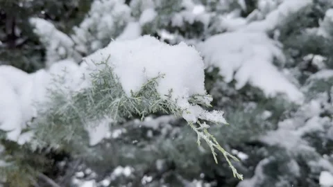 Pine branch with freshly fallen snow Stock Footage 302286460
