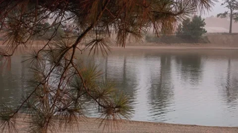 Pine Branch in Front of a ATV Park's Pond at Dusk - Rack Focus - 4k Vídeos de archivo 239569128