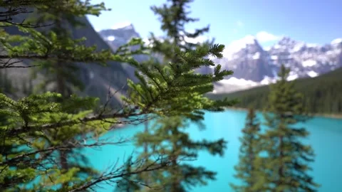 Pine branch in front of beautiful blue lake Vídeo Stock 244947128