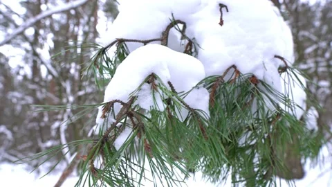 Pine branch with green needles and white snow, in the forest Stock Footage 148492697