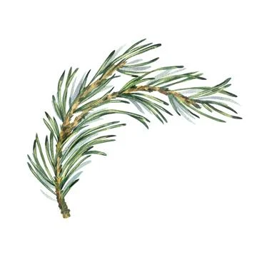 Pine branch with green needles, forest plants for winter and christmas decor Stock Illustration