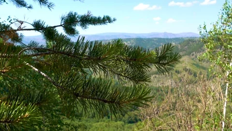 Pine branch with green needles sways in the wind on a background of beautiful Stock Footage