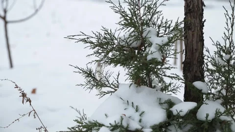 Pine branch with ice and snow on the background of snowdrifts. Stock Footage 271220072