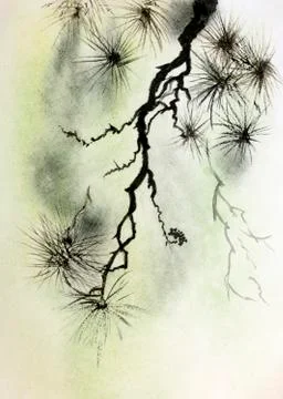 Pine branch Stock Illustration