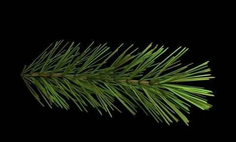 Pine branch isolated on black 3d illustration Stock Illustration