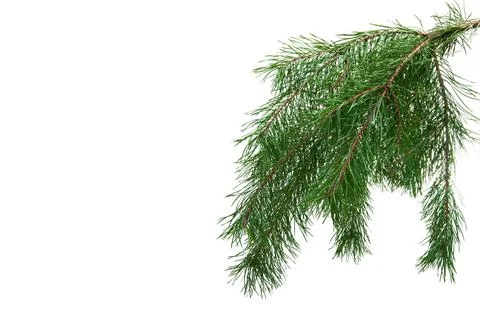 Pine branch isolated Stock Photos