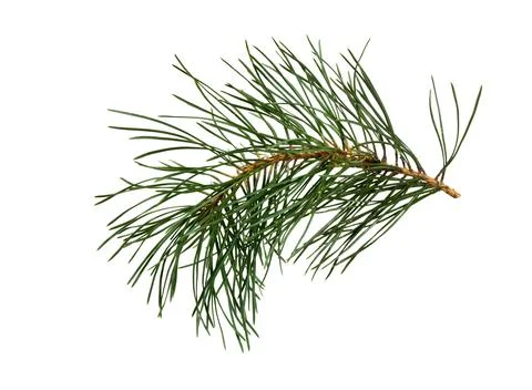 Pine branch isolated Stock Photos