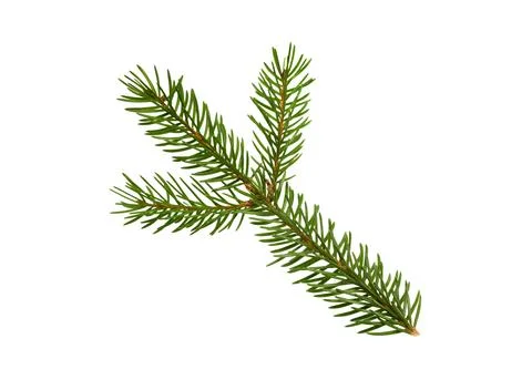Pine branch isolated Stock Photos