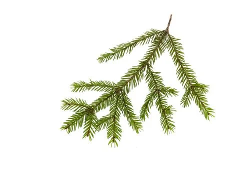 Pine branch isolated Stock Photos