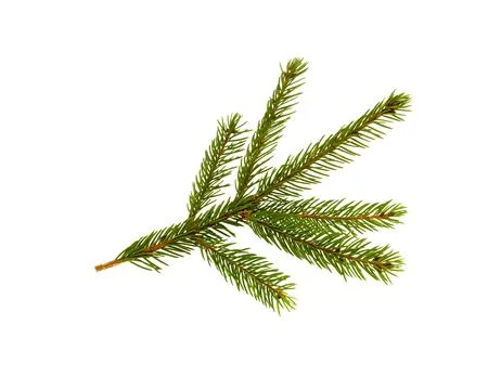 Pine branch isolated Stock Photos