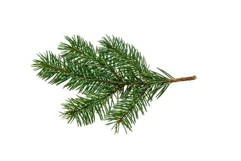 Pine branch isolated Stock Photos