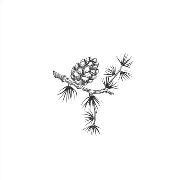 Pine branch isolated on white background, cone, needles, hand draw, decorative Illustrazione stock