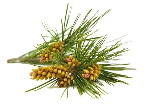 Pine branch isolated on a white background Stock Photos