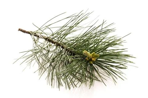 Pine branch isolated on the white background Stock Photos