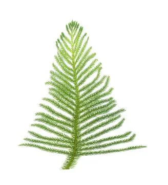 Pine branch isolated on white background Stock Photos