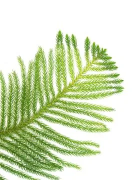 Pine branch isolated on white background Stock Photos