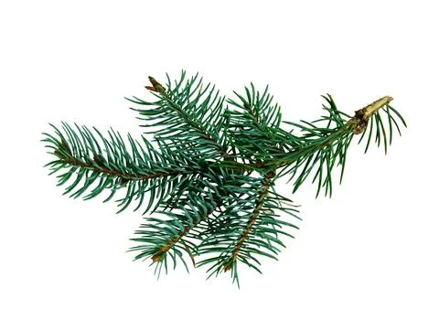Pine branch. Isolated on a white background. Gardening propagation concept Stock Photos