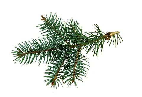 Pine branch. Isolated on a white background. Gardening propagation concept Stock Photos