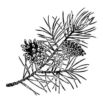 Pine branch isolated on white. Pinus sylvestris branch, cone Stock Illustration