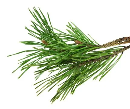 Pine branch is isolated without a shadow. Close-up. Christmas. New Year. Photos