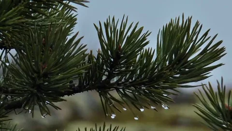 Pine branch with large drops in rainy weather. Stock Footage 69076972