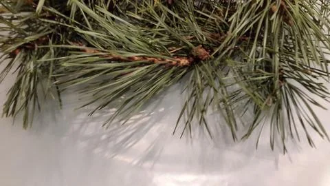 Pine branch on a light background. Background with pine branches Stock Photos