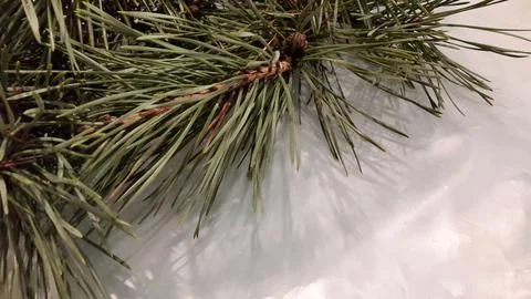 Pine branch on a light background. Background with pine branches Stock Photos