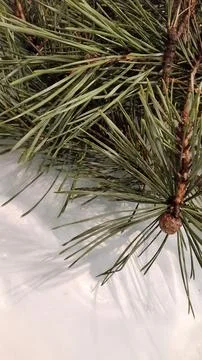 Pine branch on a light background. Background with pine branches Foto stock
