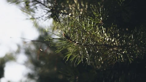 Pine branch in light Video stock 80266389