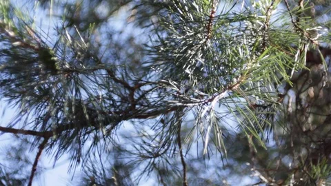 Pine branch in the light wind Stock Footage 92457009