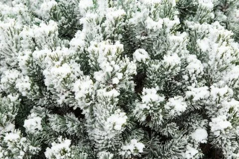 Pine branch with long needles covered with hoarfrost. Christmas tree with p.. Foto stock