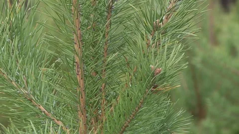 Pine branch with long needles. Winter. Video stock 247274936